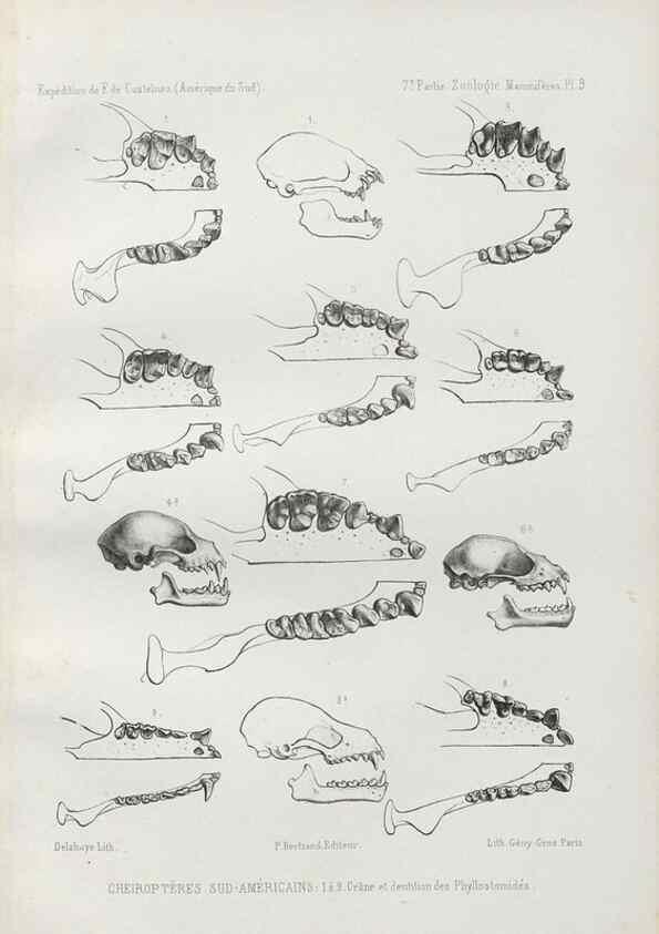 Reproducción/Reproduction 49830581088: Expédition dans les parties centrales de l'Amérique du Sud. Paris :Chez P. Bertrand,1850-1859.. 