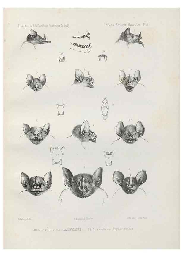 Reproducción/Reproduction 49831422957: Expédition dans les parties centrales de l'Amérique du Sud. Paris :Chez P. Bertrand,1850-1859.. 