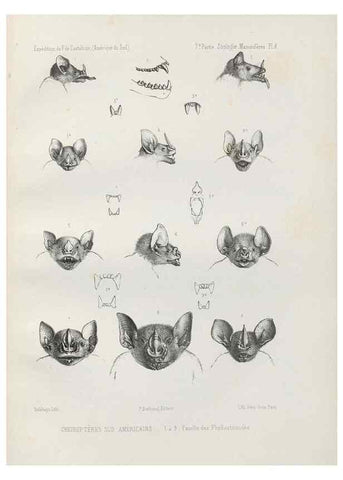 Reproducción/Reproduction 49831422957: Expédition dans les parties centrales de l'Amérique du Sud. Paris :Chez P. Bertrand,1850-1859.. 