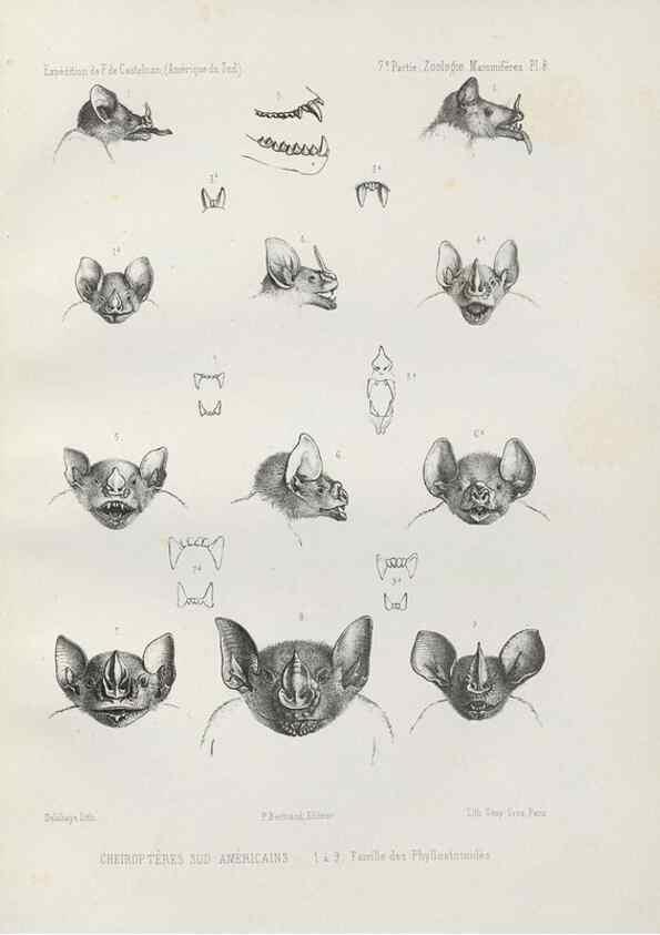 Reproducción/Reproduction 49831422957: Expédition dans les parties centrales de l'Amérique du Sud. Paris :Chez P. Bertrand,1850-1859.. 