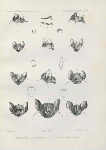 Reproducción/Reproduction 49831422957: Expédition dans les parties centrales de l'Amérique du Sud. Paris :Chez P. Bertrand,1850-1859.. 