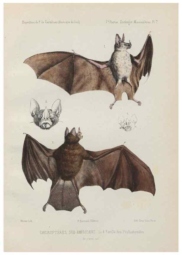 Reproducción/Reproduction 49831114436: Expédition dans les parties centrales de l'Amérique du Sud. Paris :Chez P. Bertrand,1850-1859.. 