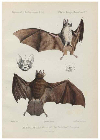 Reproducción/Reproduction 49831114436: Expédition dans les parties centrales de l'Amérique du Sud. Paris :Chez P. Bertrand,1850-1859.. 