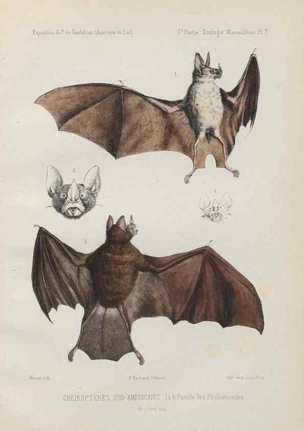 Reproducción/Reproduction 49831114436: Expédition dans les parties centrales de l'Amérique du Sud. Paris :Chez P. Bertrand,1850-1859.. 
