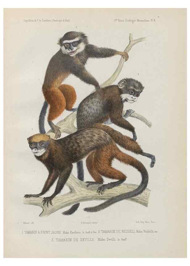 Reproducción/Reproduction 49830580438: Expédition dans les parties centrales de l'Amérique du Sud. Paris :Chez P. Bertrand,1850-1859.. 