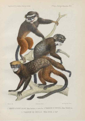 Reproducción/Reproduction 49830580438: Expédition dans les parties centrales de l'Amérique du Sud. Paris :Chez P. Bertrand,1850-1859.. 