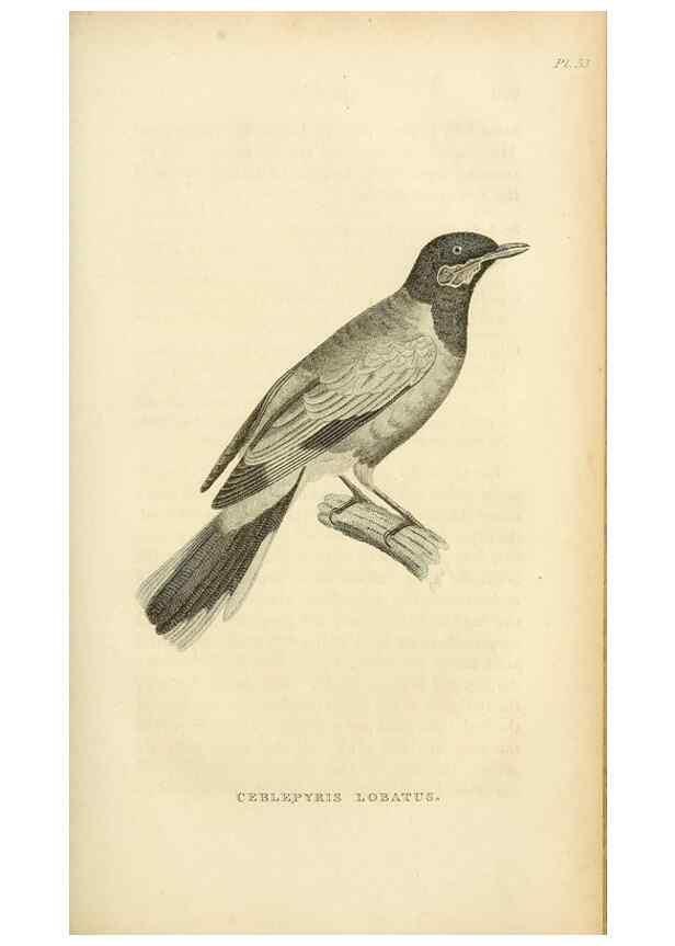 Reproducción/Reproduction 49830508223: General zoology, or Systematic natural history. London,Printed for G. Kearsley,1800-1826.. 