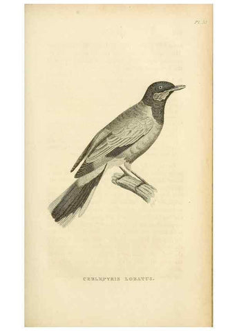 Reproducción/Reproduction 49830508223: General zoology, or Systematic natural history. London,Printed for G. Kearsley,1800-1826.. 