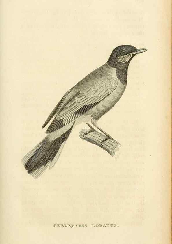 Reproducción/Reproduction 49830508223: General zoology, or Systematic natural history. London,Printed for G. Kearsley,1800-1826.. 