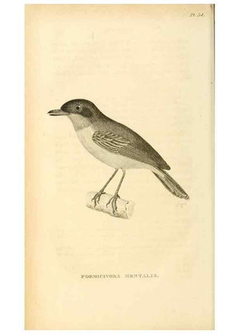 Reproducción/Reproduction 49831041711: General zoology, or Systematic natural history. London,Printed for G. Kearsley,1800-1826.. 
