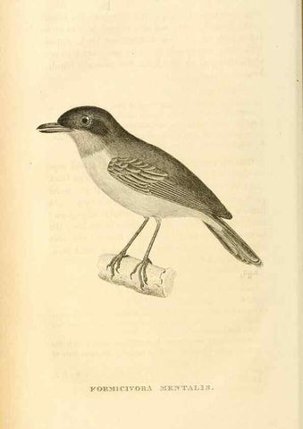 Reproducción/Reproduction 49831041711: General zoology, or Systematic natural history. London,Printed for G. Kearsley,1800-1826.. 