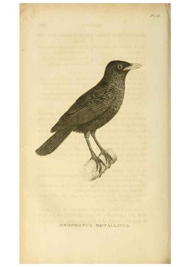 Reproducción/Reproduction 49831351422: General zoology, or Systematic natural history. London,Printed for G. Kearsley,1800-1826.. 