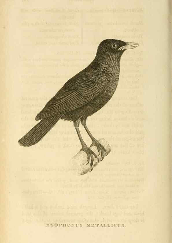 Reproducción/Reproduction 49831351422: General zoology, or Systematic natural history. London,Printed for G. Kearsley,1800-1826.. 