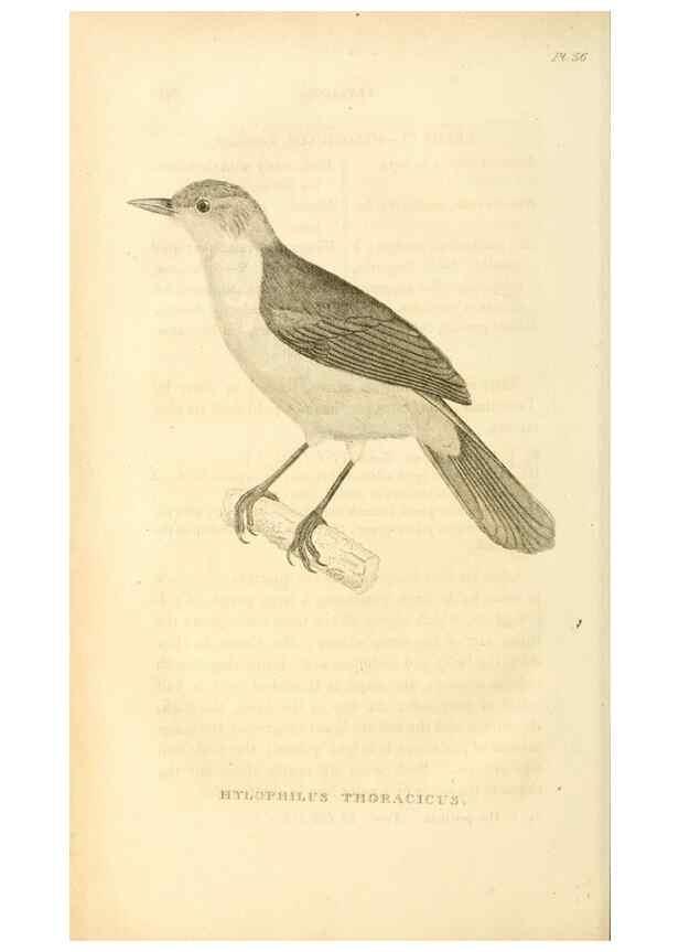 Reproducción/Reproduction 49831042601: General zoology, or Systematic natural history. London,Printed for G. Kearsley,1800-1826.. 