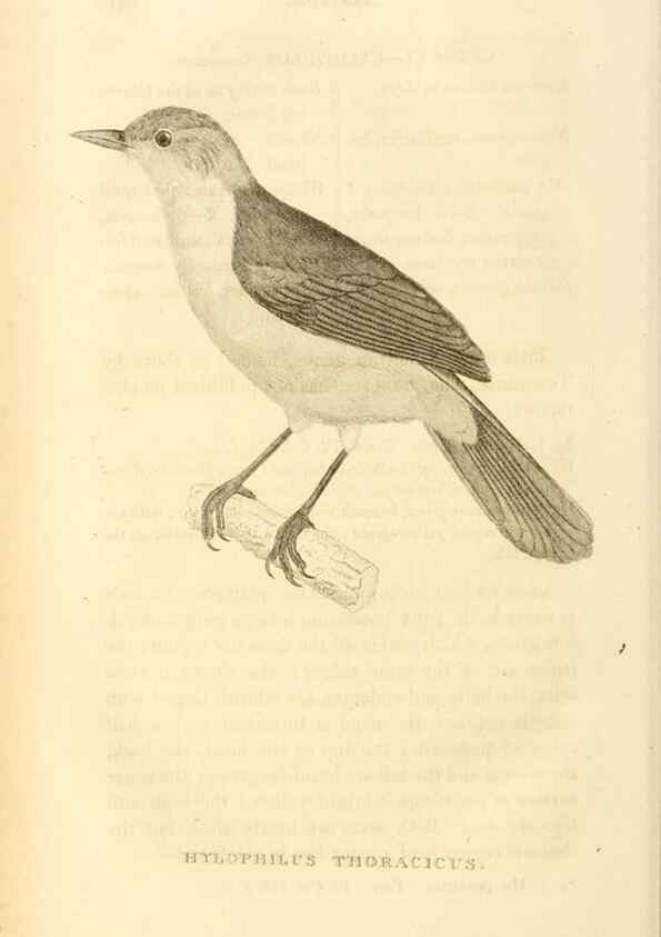 Reproducción/Reproduction 49831042601: General zoology, or Systematic natural history. London,Printed for G. Kearsley,1800-1826.. 