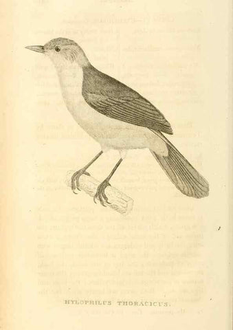 Reproducción/Reproduction 49831042601: General zoology, or Systematic natural history. London,Printed for G. Kearsley,1800-1826.. 
