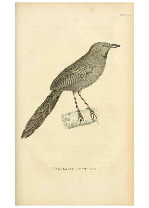 Reproducción/Reproduction 49830509978: General zoology, or Systematic natural history. London,Printed for G. Kearsley,1800-1826.. 