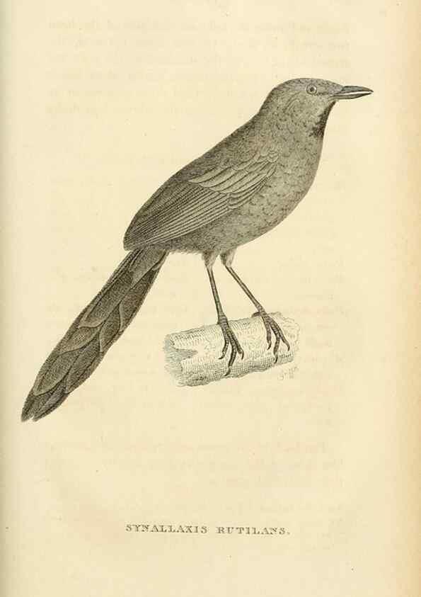 Reproducción/Reproduction 49830509978: General zoology, or Systematic natural history. London,Printed for G. Kearsley,1800-1826.. 