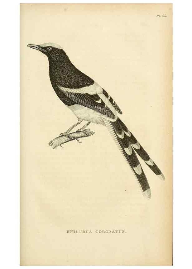Reproducción/Reproduction 49831043486: General zoology, or Systematic natural history. London,Printed for G. Kearsley,1800-1826.. 