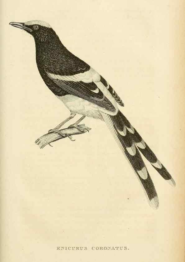 Reproducción/Reproduction 49831043486: General zoology, or Systematic natural history. London,Printed for G. Kearsley,1800-1826.. 
