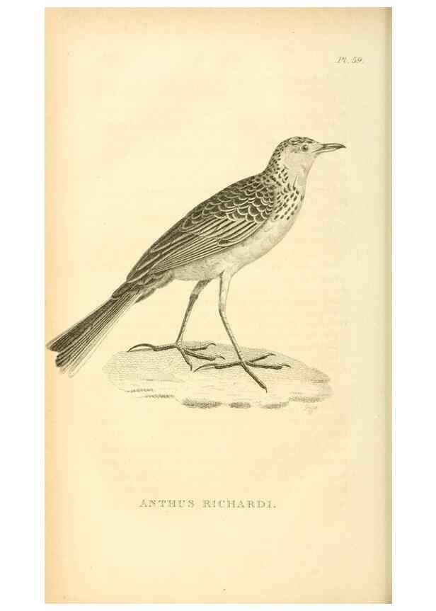 Reproducción/Reproduction 49830510763: General zoology, or Systematic natural history. London,Printed for G. Kearsley,1800-1826.. 