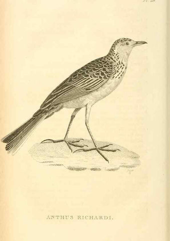 Reproducción/Reproduction 49830510763: General zoology, or Systematic natural history. London,Printed for G. Kearsley,1800-1826.. 