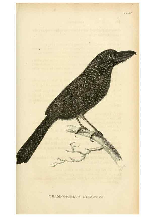 Reproducción/Reproduction 49831349402: General zoology, or Systematic natural history. London,Printed for G. Kearsley,1800-1826.. 