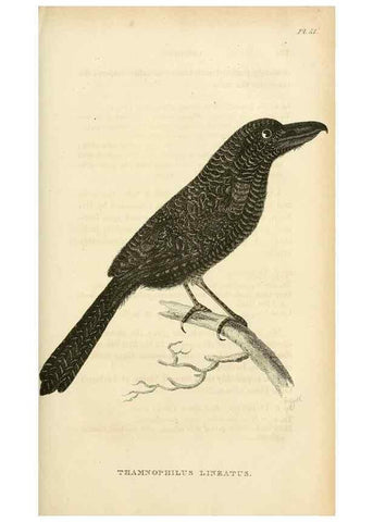 Reproducción/Reproduction 49831349402: General zoology, or Systematic natural history. London,Printed for G. Kearsley,1800-1826.. 