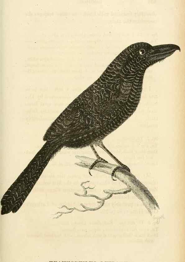Reproducción/Reproduction 49831349402: General zoology, or Systematic natural history. London,Printed for G. Kearsley,1800-1826.. 