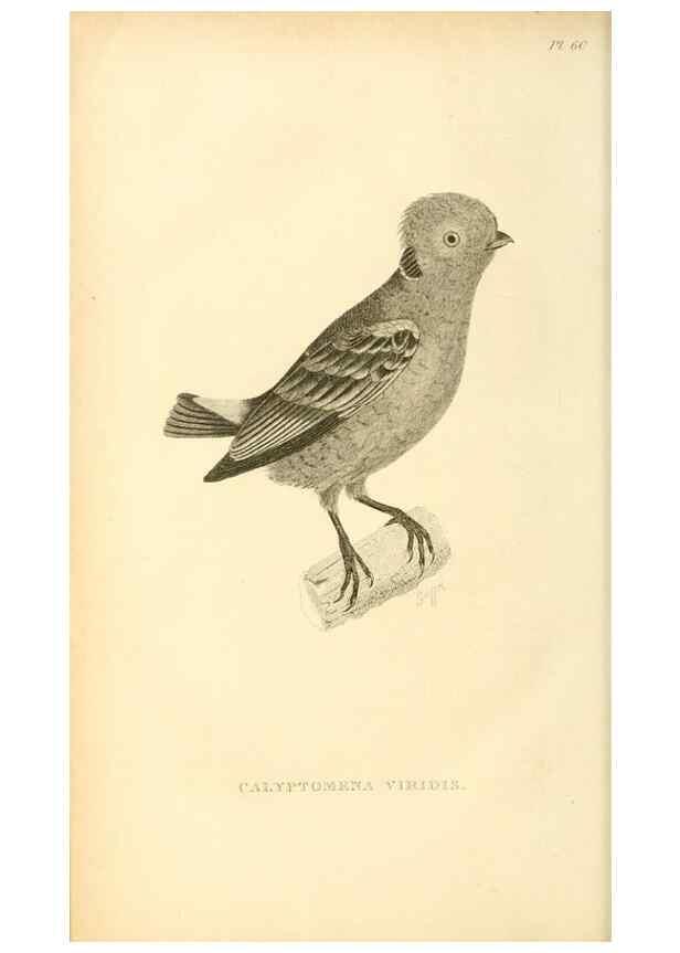 Reproducción/Reproduction 49830511123: General zoology, or Systematic natural history. London,Printed for G. Kearsley,1800-1826.. 