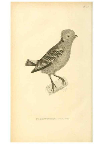 Reproducción/Reproduction 49830511123: General zoology, or Systematic natural history. London,Printed for G. Kearsley,1800-1826.. 
