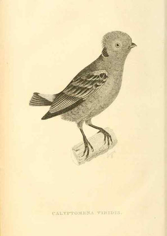 Reproducción/Reproduction 49830511123: General zoology, or Systematic natural history. London,Printed for G. Kearsley,1800-1826.. 