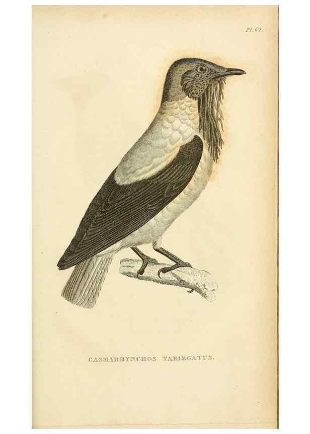 Reproducción/Reproduction 49830511878: General zoology, or Systematic natural history. London,Printed for G. Kearsley,1800-1826.. 