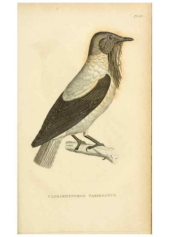 Reproducción/Reproduction 49830511878: General zoology, or Systematic natural history. London,Printed for G. Kearsley,1800-1826.. 