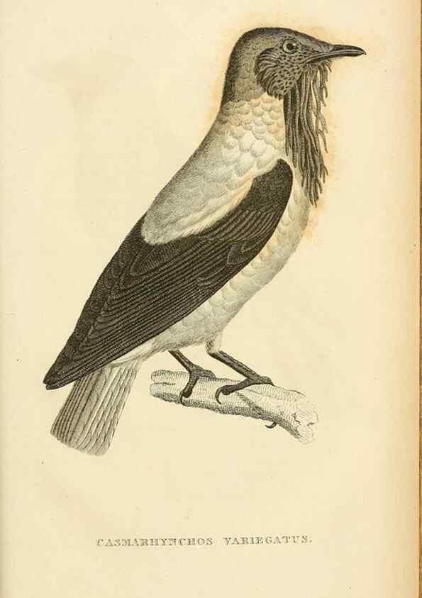 Reproducción/Reproduction 49830511878: General zoology, or Systematic natural history. London,Printed for G. Kearsley,1800-1826.. 