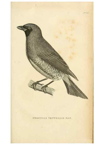 Reproducción/Reproduction 49831045541: General zoology, or Systematic natural history. London,Printed for G. Kearsley,1800-1826.. 
