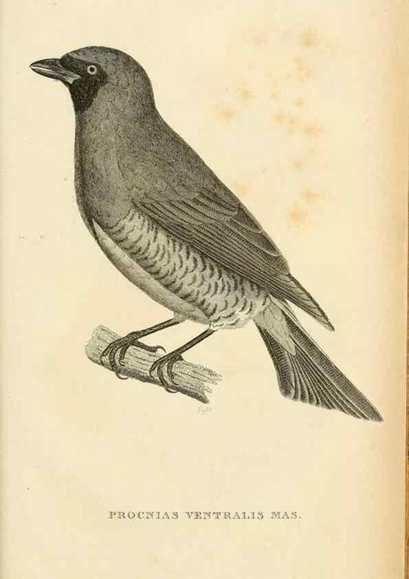 Reproducción/Reproduction 49831045541: General zoology, or Systematic natural history. London,Printed for G. Kearsley,1800-1826.. 