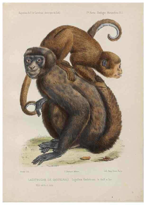 Reproducción/Reproduction 49831112881: Expédition dans les parties centrales de l'Amérique du Sud. Paris :Chez P. Bertrand,1850-1859.. 