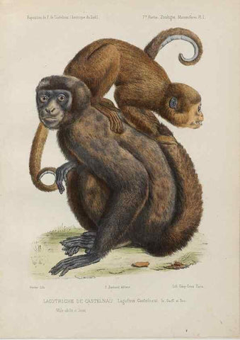 Reproducción/Reproduction 49831112881: Expédition dans les parties centrales de l'Amérique du Sud. Paris :Chez P. Bertrand,1850-1859.. 