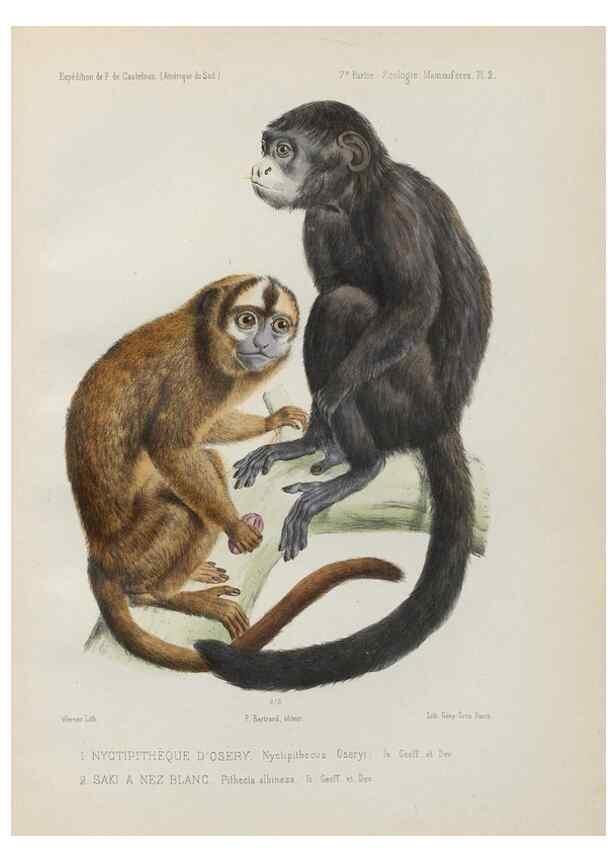Reproducción/Reproduction 49831113186: Expédition dans les parties centrales de l'Amérique du Sud. Paris :Chez P. Bertrand,1850-1859.. 