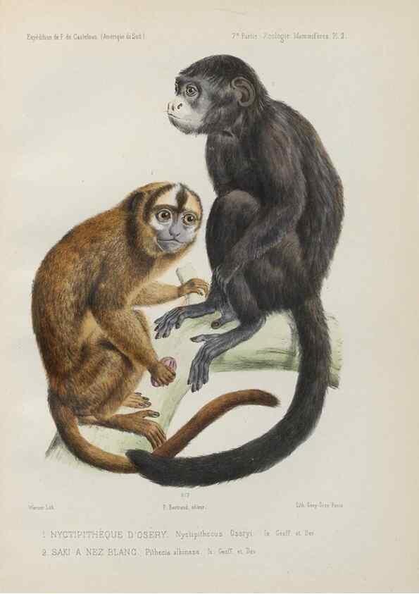 Reproducción/Reproduction 49831113186: Expédition dans les parties centrales de l'Amérique du Sud. Paris :Chez P. Bertrand,1850-1859.. 