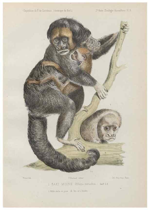 Reproducción/Reproduction 49831113471: Expédition dans les parties centrales de l'Amérique du Sud. Paris :Chez P. Bertrand,1850-1859.. 