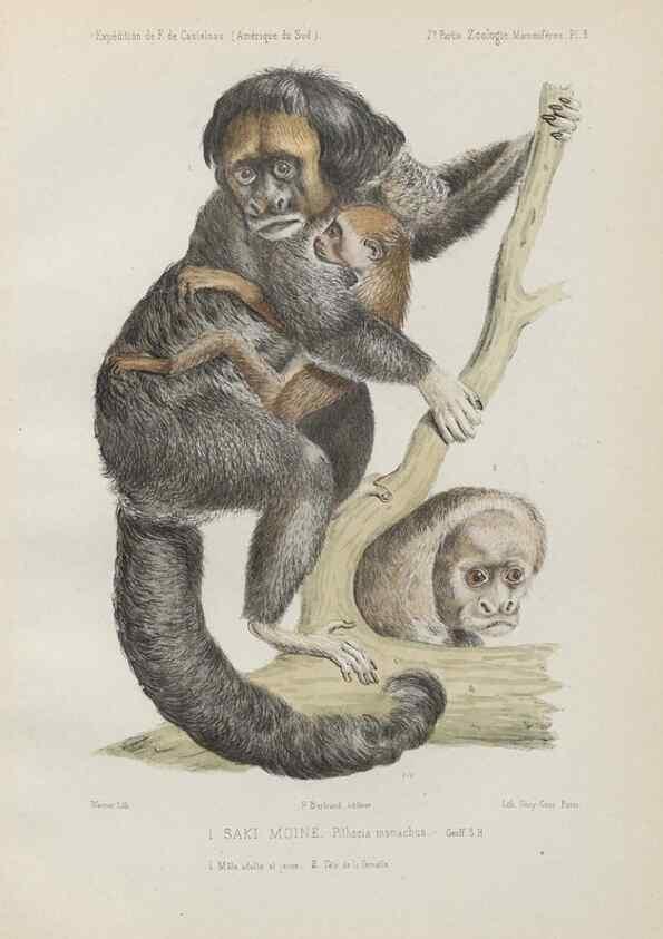 Reproducción/Reproduction 49831113471: Expédition dans les parties centrales de l'Amérique du Sud. Paris :Chez P. Bertrand,1850-1859.. 