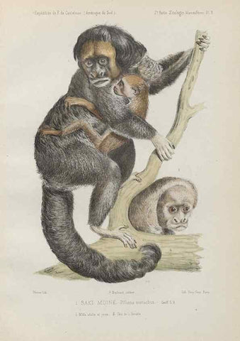 Reproducción/Reproduction 49831113471: Expédition dans les parties centrales de l'Amérique du Sud. Paris :Chez P. Bertrand,1850-1859.. 