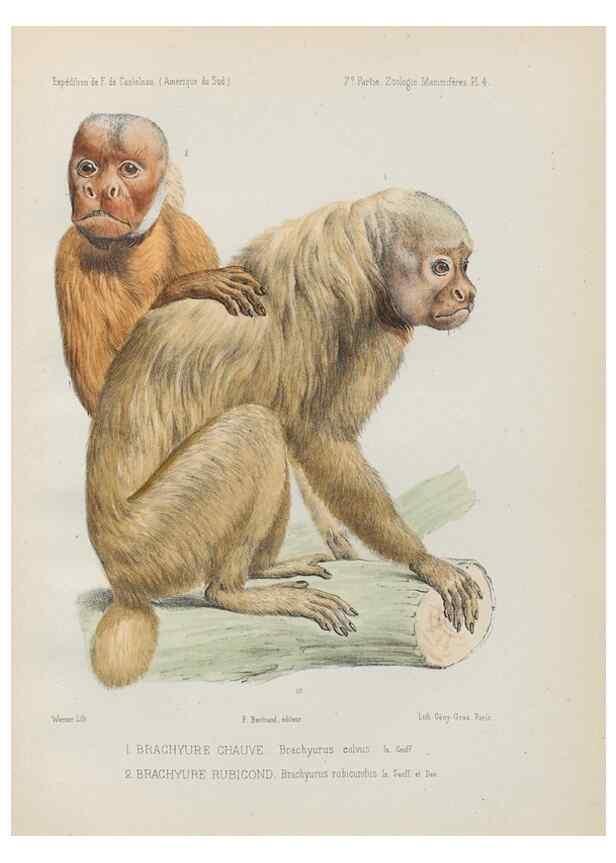 Reproducción/Reproduction 49831113671: Expédition dans les parties centrales de l'Amérique du Sud. Paris :Chez P. Bertrand,1850-1859.. 