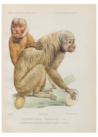 Reproducción/Reproduction 49831113671: Expédition dans les parties centrales de l'Amérique du Sud. Paris :Chez P. Bertrand,1850-1859.. 