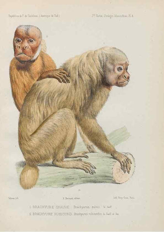Reproducción/Reproduction 49831113671: Expédition dans les parties centrales de l'Amérique du Sud. Paris :Chez P. Bertrand,1850-1859.. 