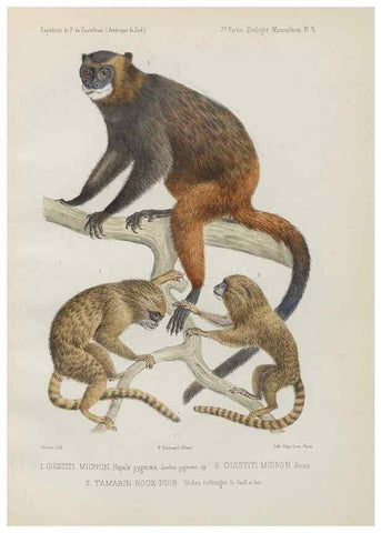 Reproducción/Reproduction 49831113966: Expédition dans les parties centrales de l'Amérique du Sud. Paris :Chez P. Bertrand,1850-1859.. 