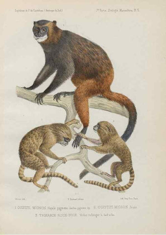 Reproducción/Reproduction 49831113966: Expédition dans les parties centrales de l'Amérique du Sud. Paris :Chez P. Bertrand,1850-1859.. 