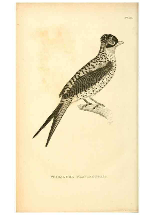 Reproducción/Reproduction 49830511478: General zoology, or Systematic natural history. London,Printed for G. Kearsley,1800-1826.. 